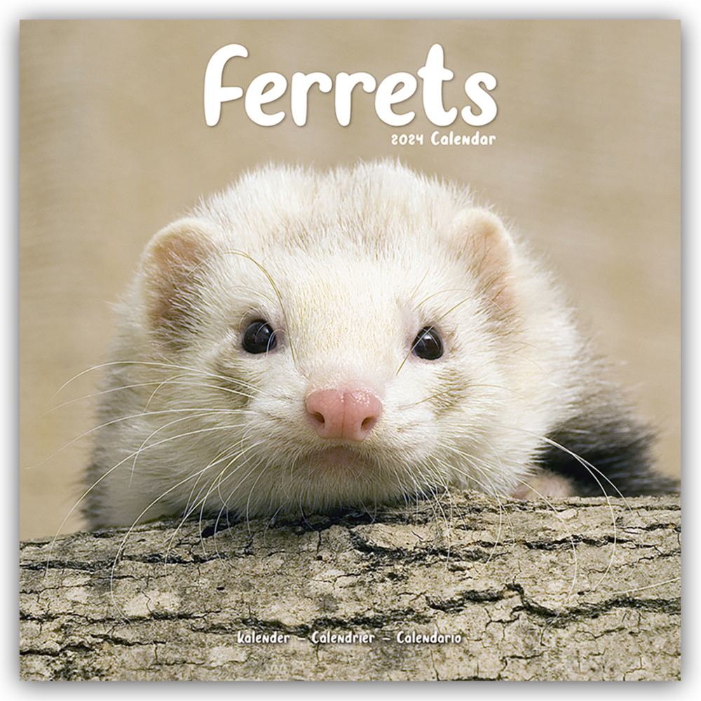 Cover: 9781804601396 | Ferrets - Frettchen 2024 - 16-Monatskalender | Avonside Publishing Ltd