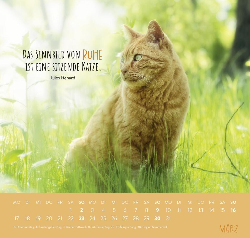 Bild: 4036442011881 | Wandkalender 2025: Für Katzenfreunde | Groh Verlag | Kalender | 12 S.