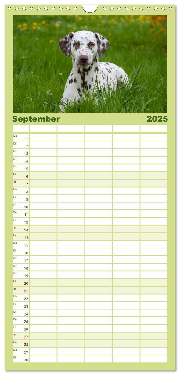 Bild: 9783457113578 | Familienplaner 2025 - Dalmatiner mit 5 Spalten (Wandkalender, 21 x...