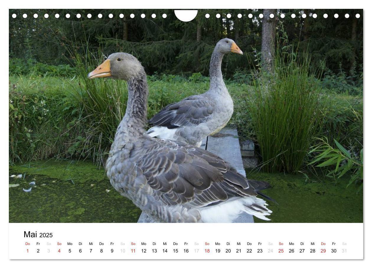 Bild: 9783435663682 | Bauernhoftiere (Wandkalender 2025 DIN A4 quer), CALVENDO...