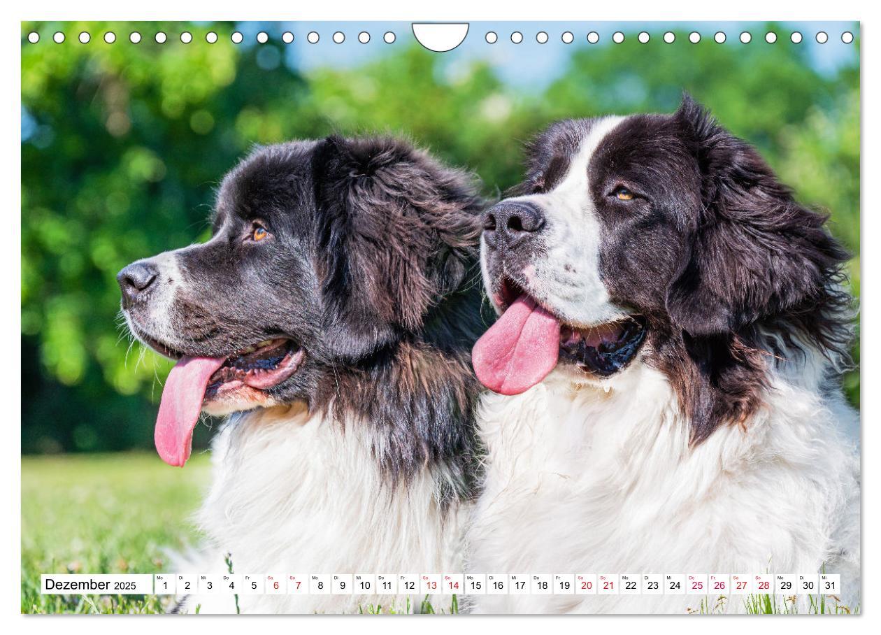 Bild: 9783383859618 | Traumhund Landseer (Wandkalender 2025 DIN A4 quer), CALVENDO...