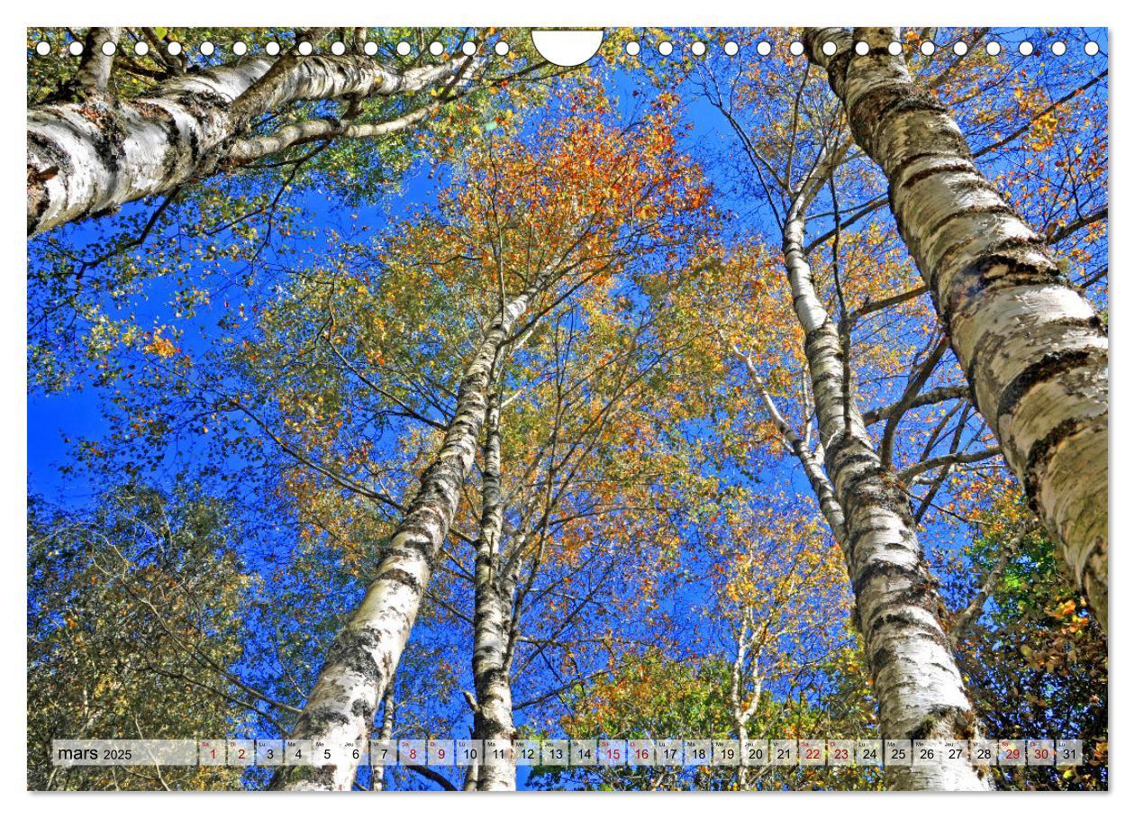 Bild: 9781325938544 | Au c¿ur de la forêt (Calendrier mural 2025 DIN A4 vertical),...