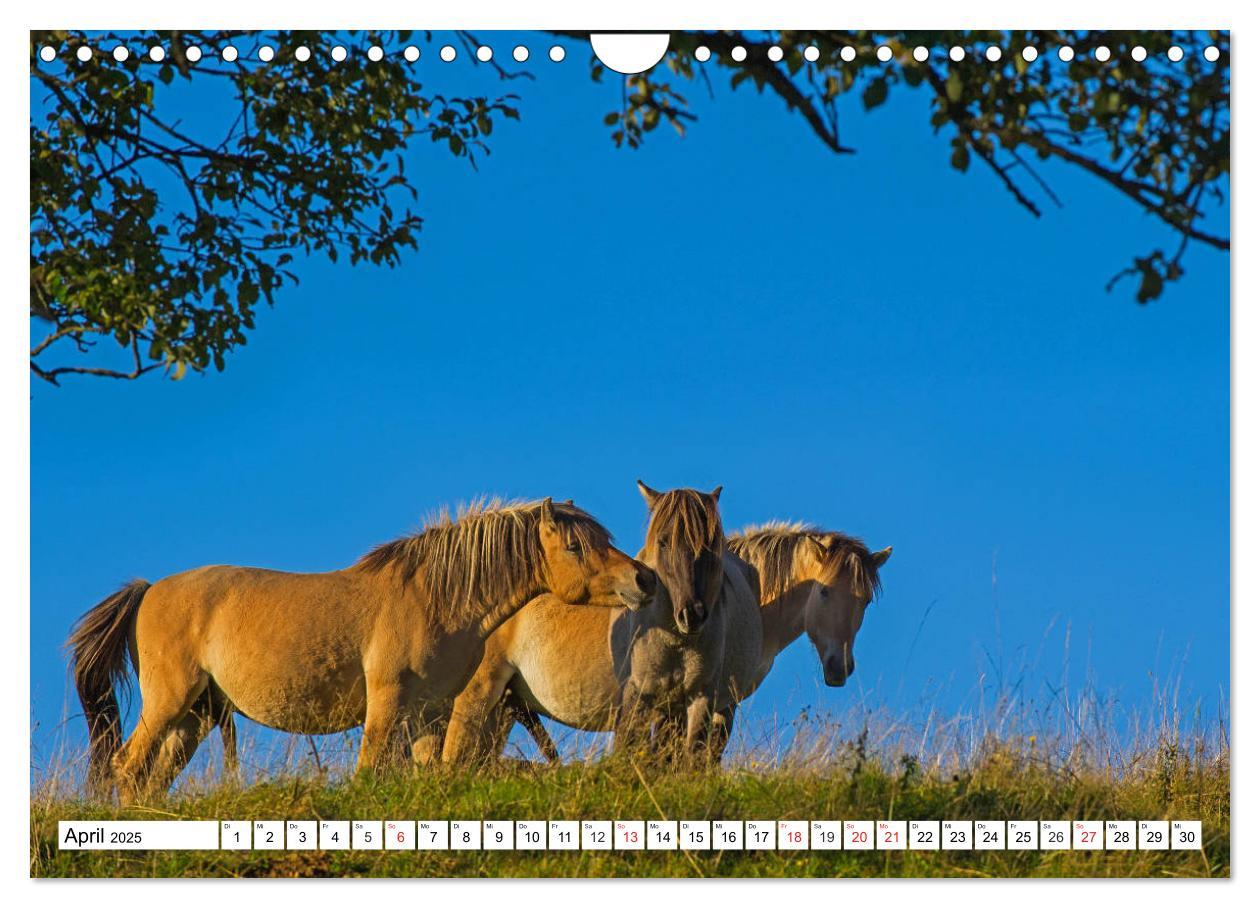 Bild: 9783435573479 | Konik - Frei geboren (Wandkalender 2025 DIN A4 quer), CALVENDO...