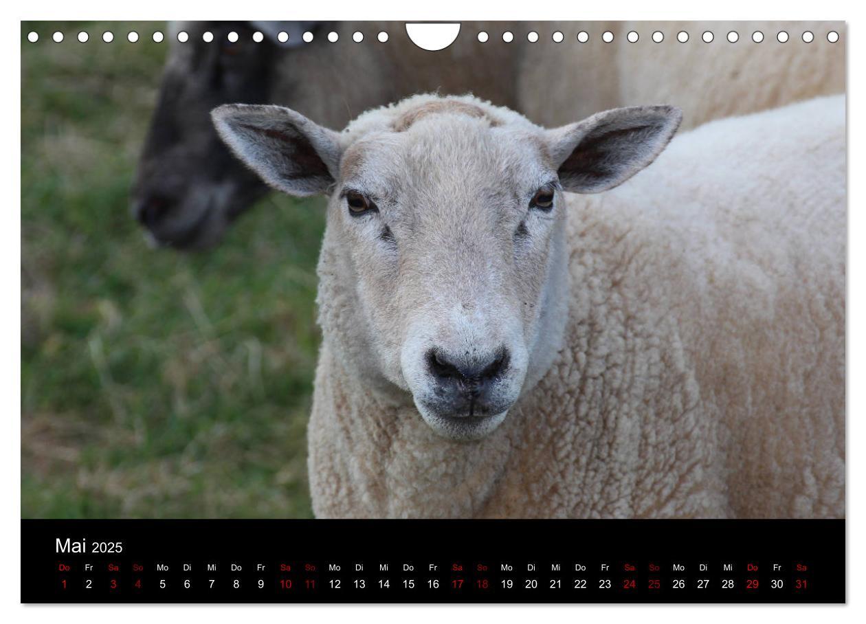 Bild: 9783435394340 | Eulhof (Wandkalender 2025 DIN A4 quer), CALVENDO Monatskalender | 2025