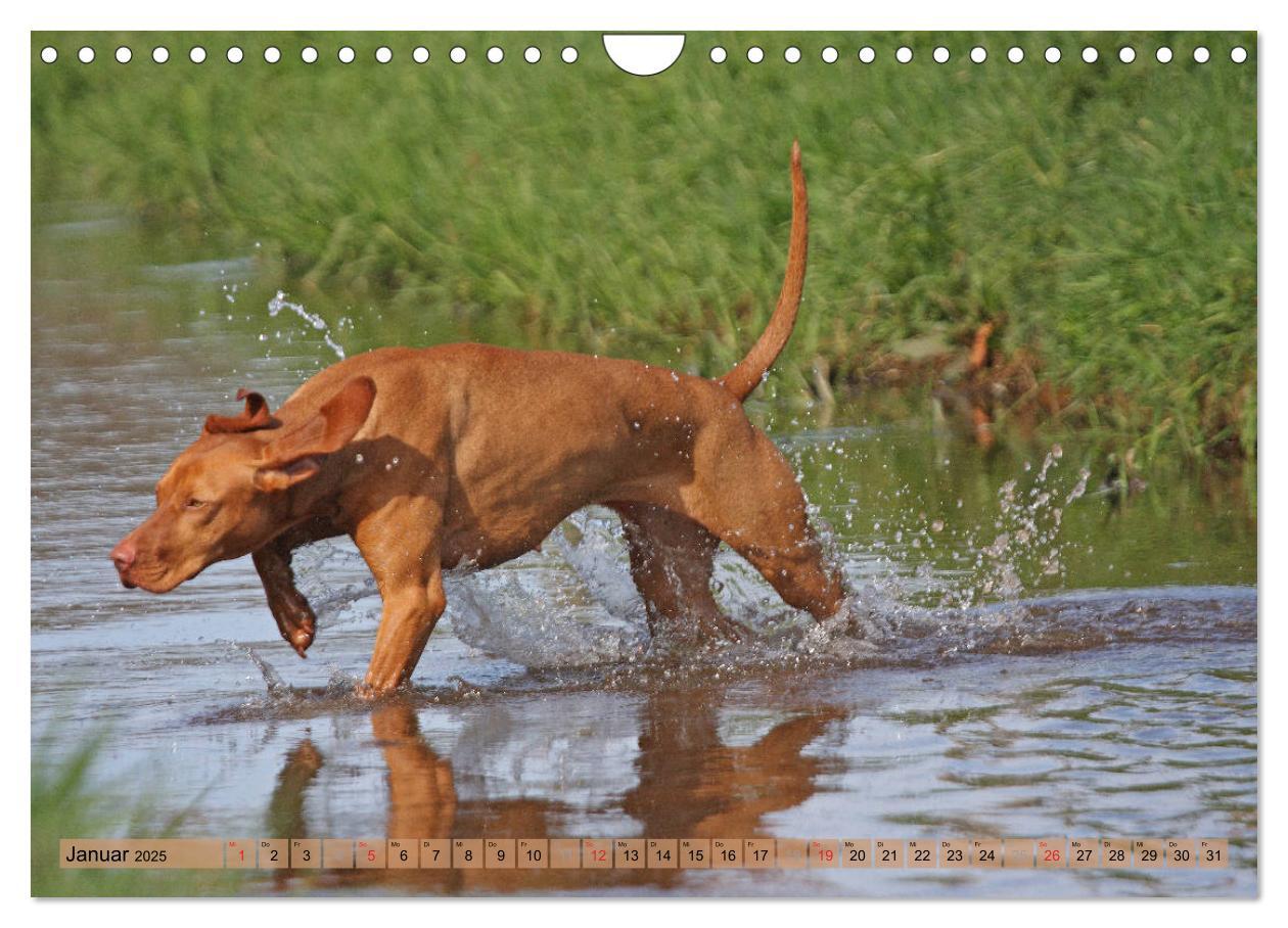 Bild: 9783435794867 | Magyar Vizsla - Vielseitiger Jagdhund mit Familienanschluss...