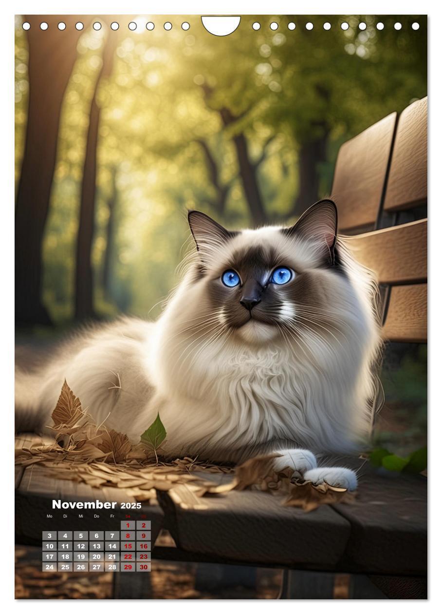 Bild: 9783383833274 | Pfotenabenteuer - Ragdolls in der Natur (Wandkalender 2025 DIN A4...