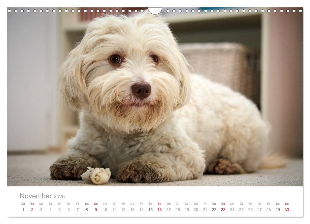 Bild: 9783435503711 | Havaneser - Herz aus Gold (Wandkalender 2025 DIN A3 quer), CALVENDO...