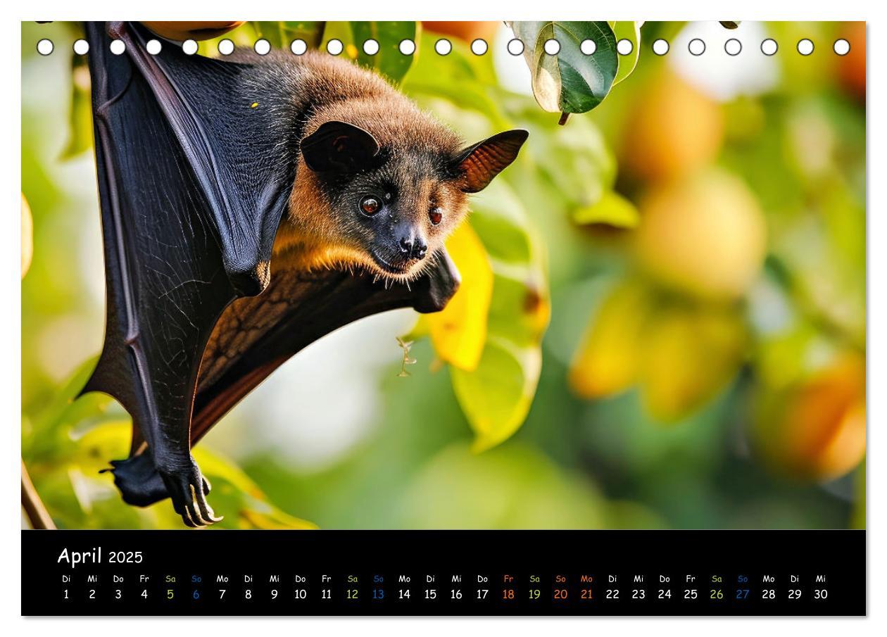 Bild: 9783457184240 | Fledermäuse - kleine Vampire (Tischkalender 2025 DIN A5 quer),...