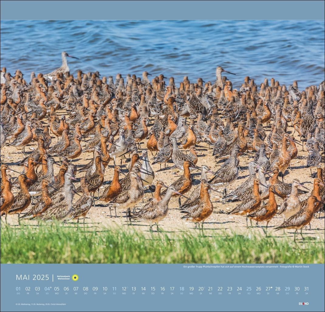 Bild: 9783964023124 | Nationalpark Wattenmeer Edition Kalender 2025 - Martin Stock | Stock