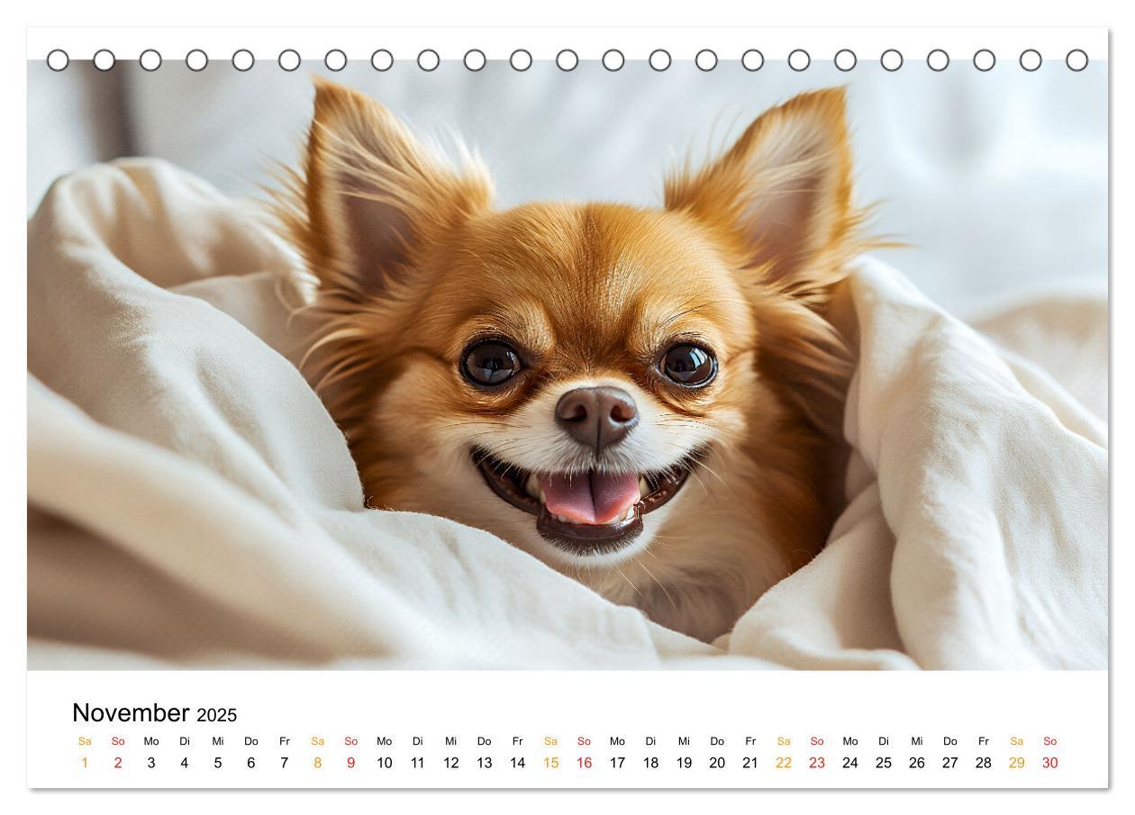 Bild: 9783457237106 | Chihuahua - kleine Energiebündel (Tischkalender 2025 DIN A5 quer),...