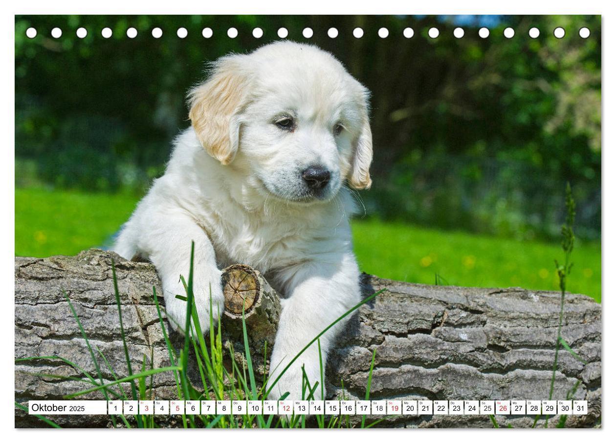 Bild: 9783435212903 | Goldige Herzensbrecher - Golden Retriever Welpen (Tischkalender...