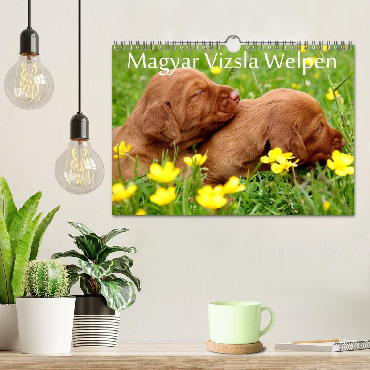 Bild: 9783435767625 | Magyar Vizsla Welpen (Wandkalender 2025 DIN A4 quer), CALVENDO...