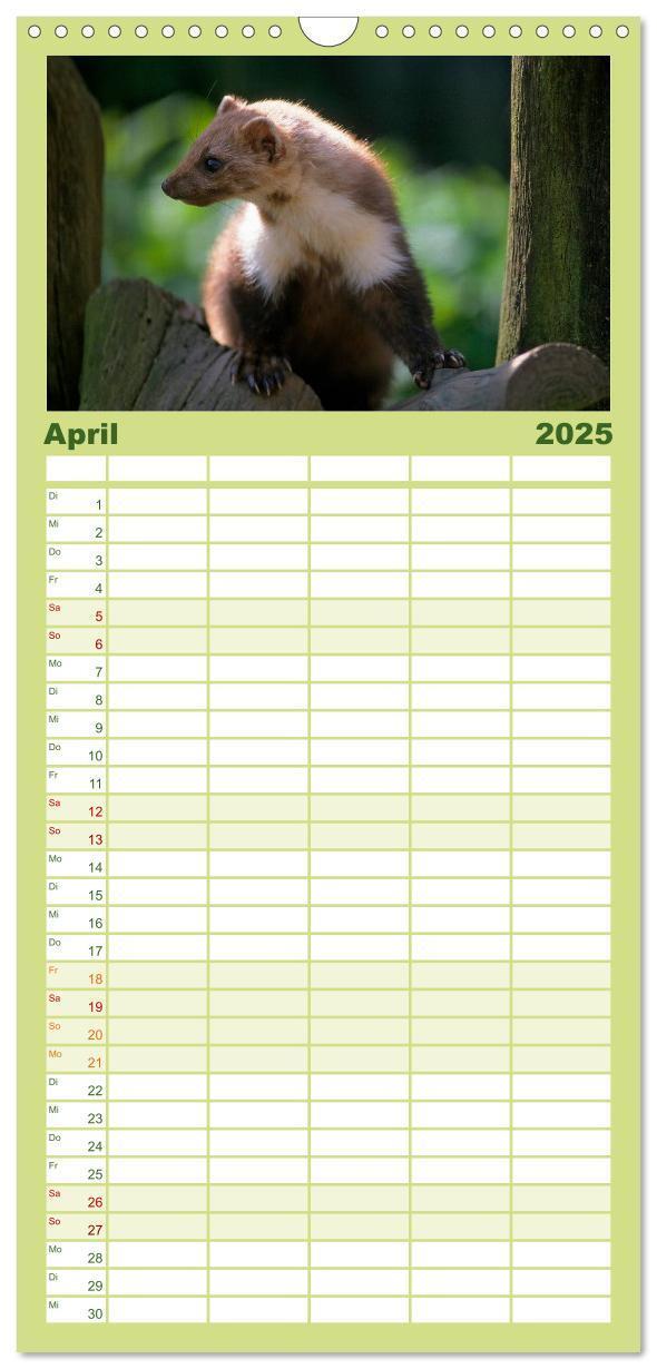 Bild: 9783457117606 | Familienplaner 2025 - Tiere des Waldes mit 5 Spalten (Wandkalender,...