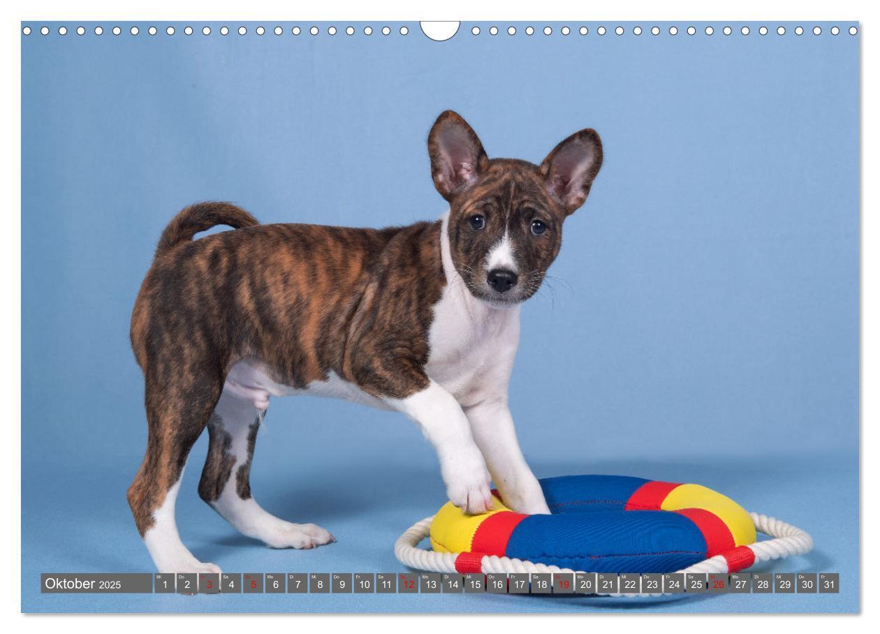 Bild: 9783457195710 | Der Basenji (Wandkalender 2025 DIN A3 quer), CALVENDO Monatskalender