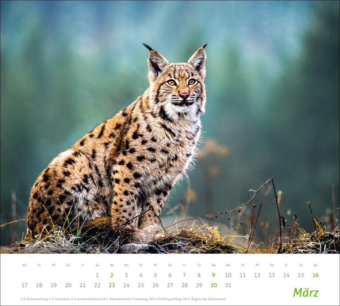 Bild: 9783756406913 | Heimische Tiere Bildkalender 2025 | Kalender | Spiralbindung | 14 S.