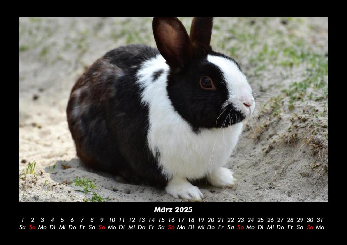 Bild: 9783755980223 | Haustierkalender 2025 Fotokalender DIN A3 | Tobias Becker | Kalender