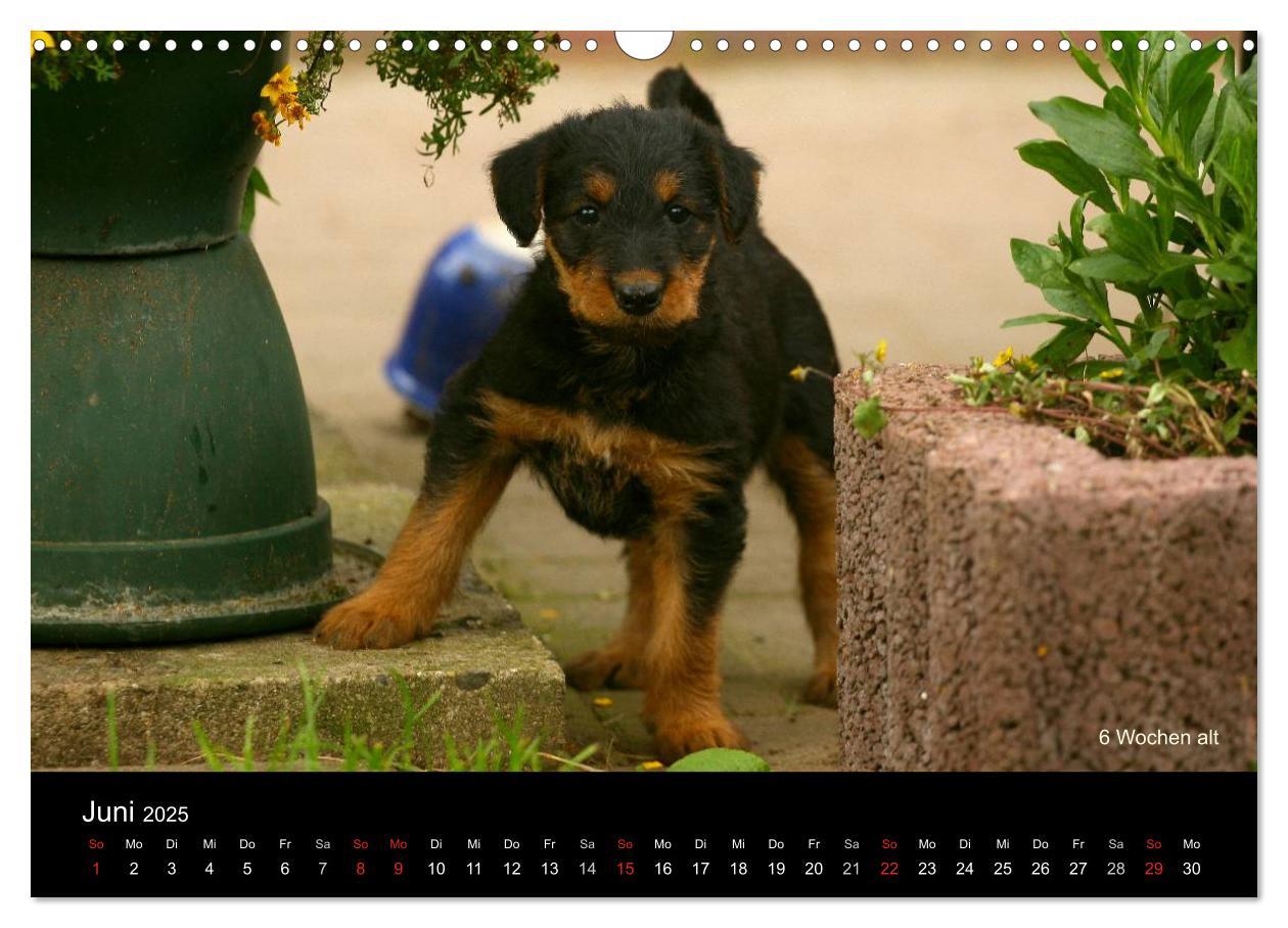 Bild: 9783435747290 | Airedale Terrier Welpen (Wandkalender 2025 DIN A3 quer), CALVENDO...