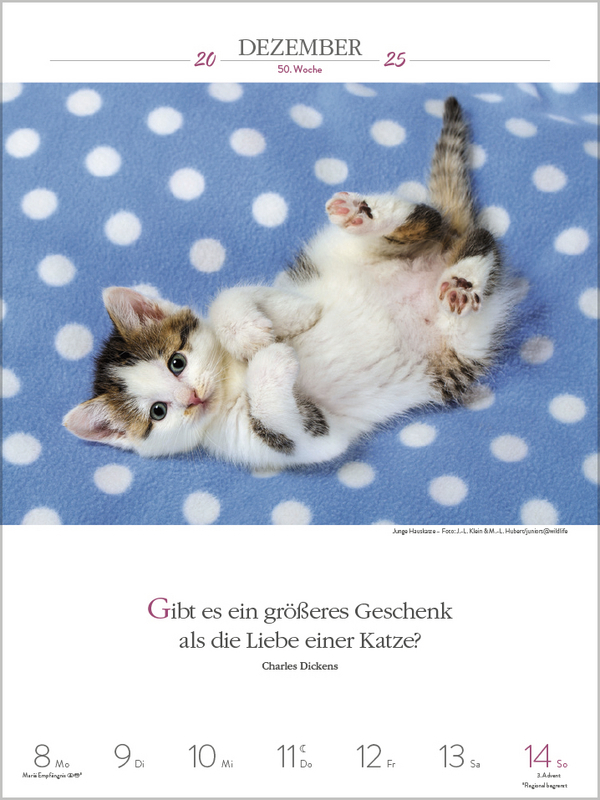 Bild: 9783731877226 | Literaturkalender Katzen 2025 | Korsch Verlag | Kalender | 54 S.