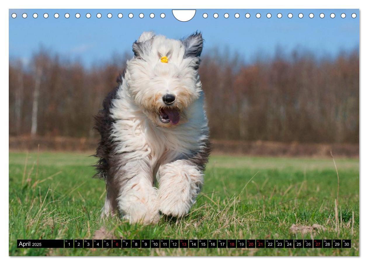 Bild: 9783435571901 | Traumhund Bobtail (Wandkalender 2025 DIN A4 quer), CALVENDO...