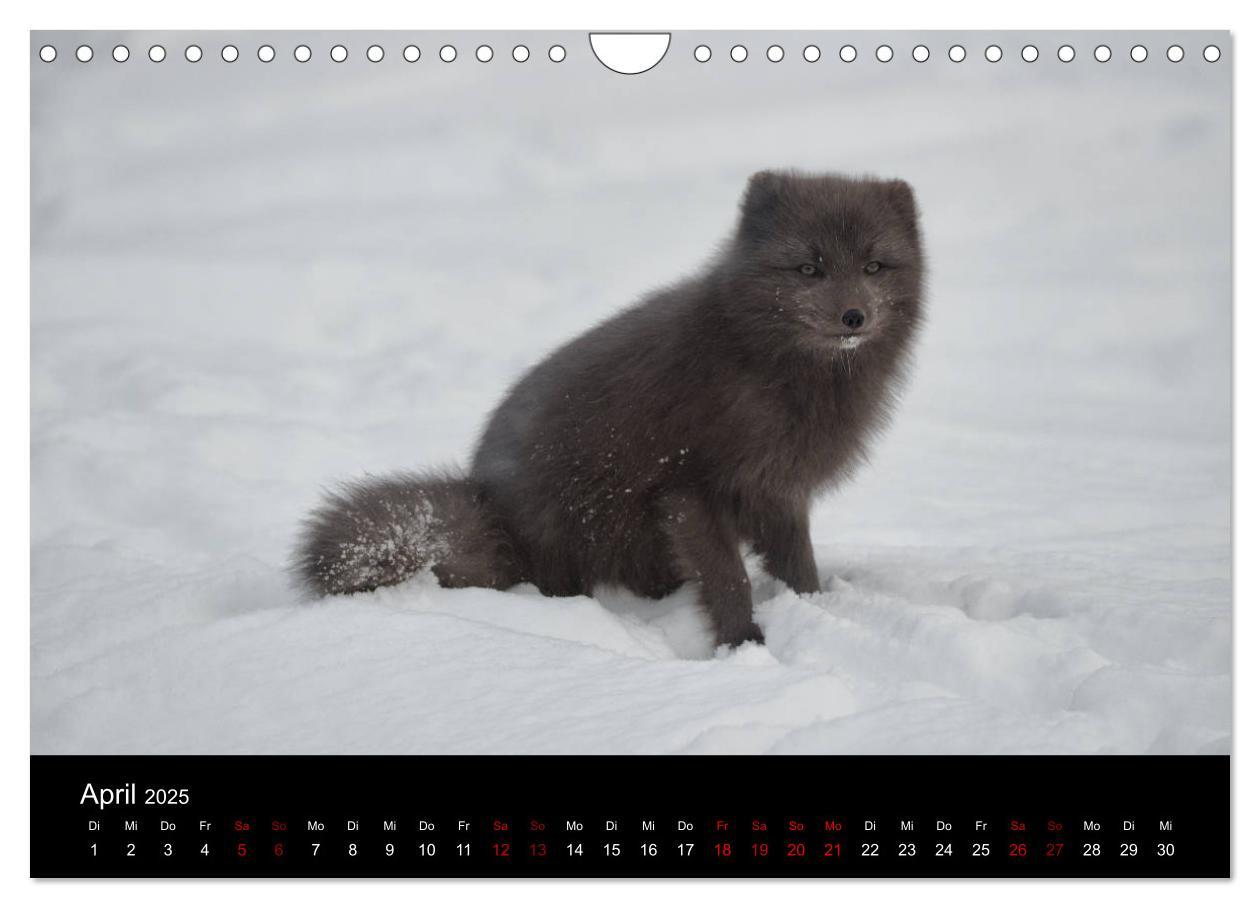 Bild: 9783435441167 | Polarfuchsstudien Wildlife (Wandkalender 2025 DIN A4 quer),...