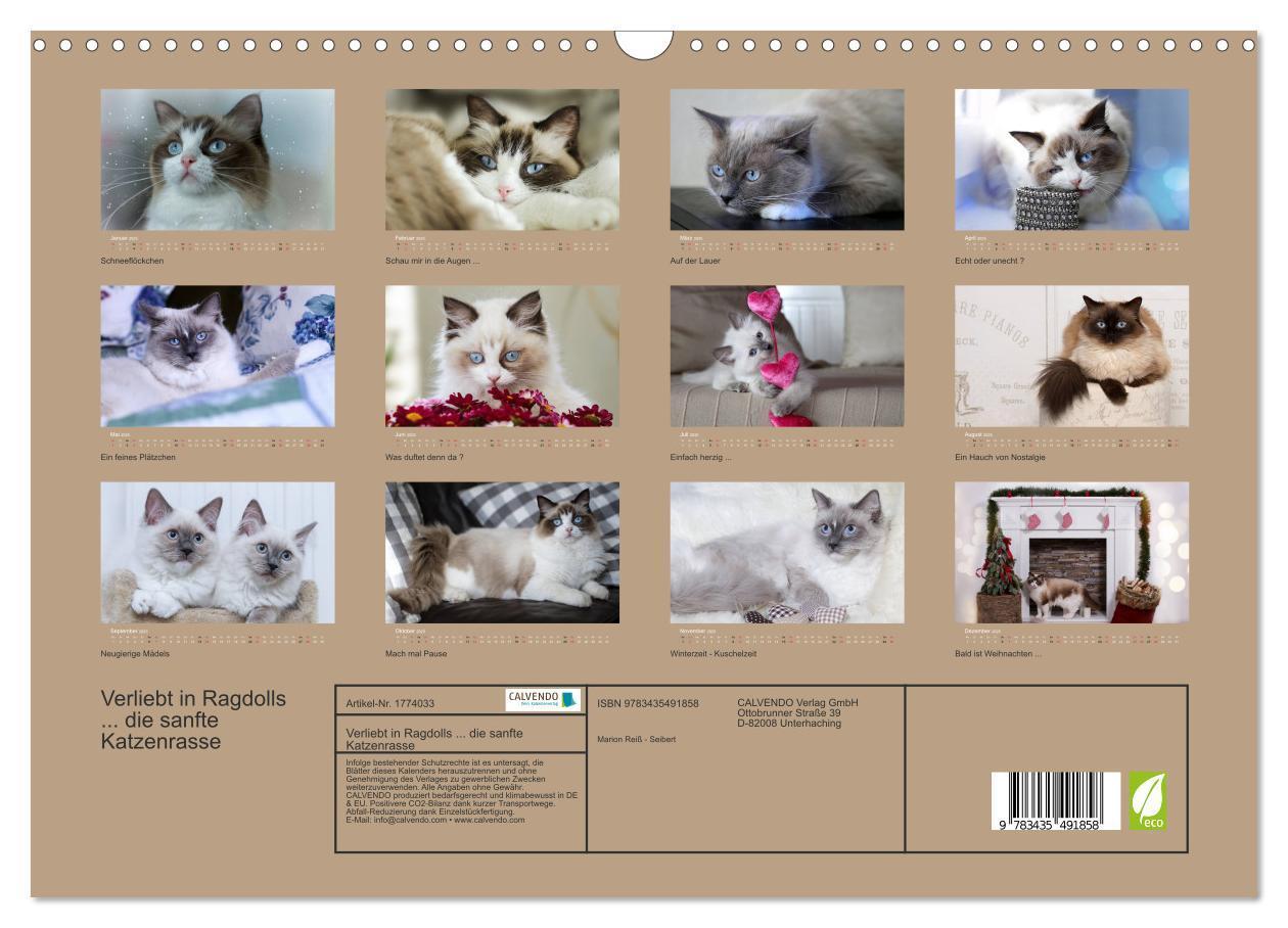 Bild: 9783435491858 | Verliebt in Ragdolls ... die sanfte Katzenrasse (Wandkalender 2025...