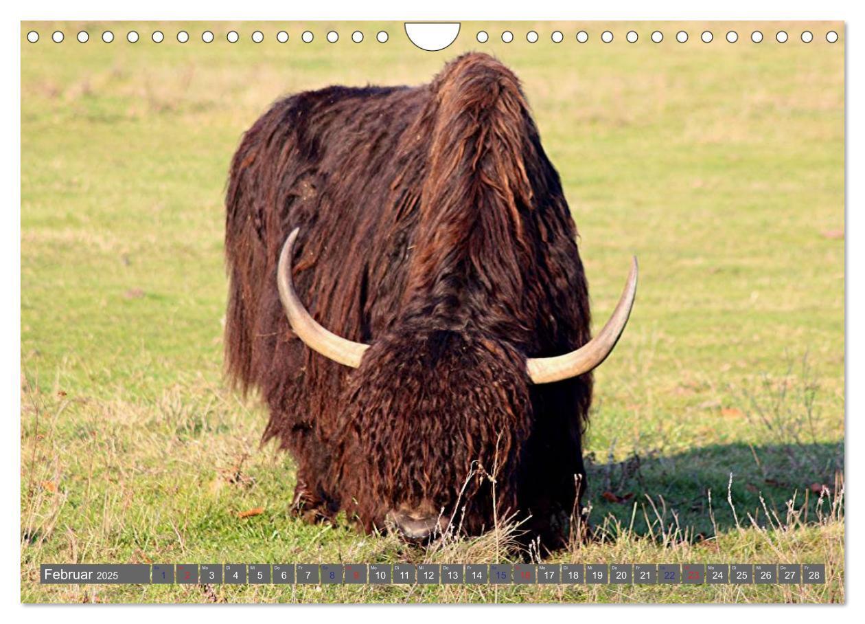 Bild: 9783435655403 | Der Yak (Wandkalender 2025 DIN A4 quer), CALVENDO Monatskalender