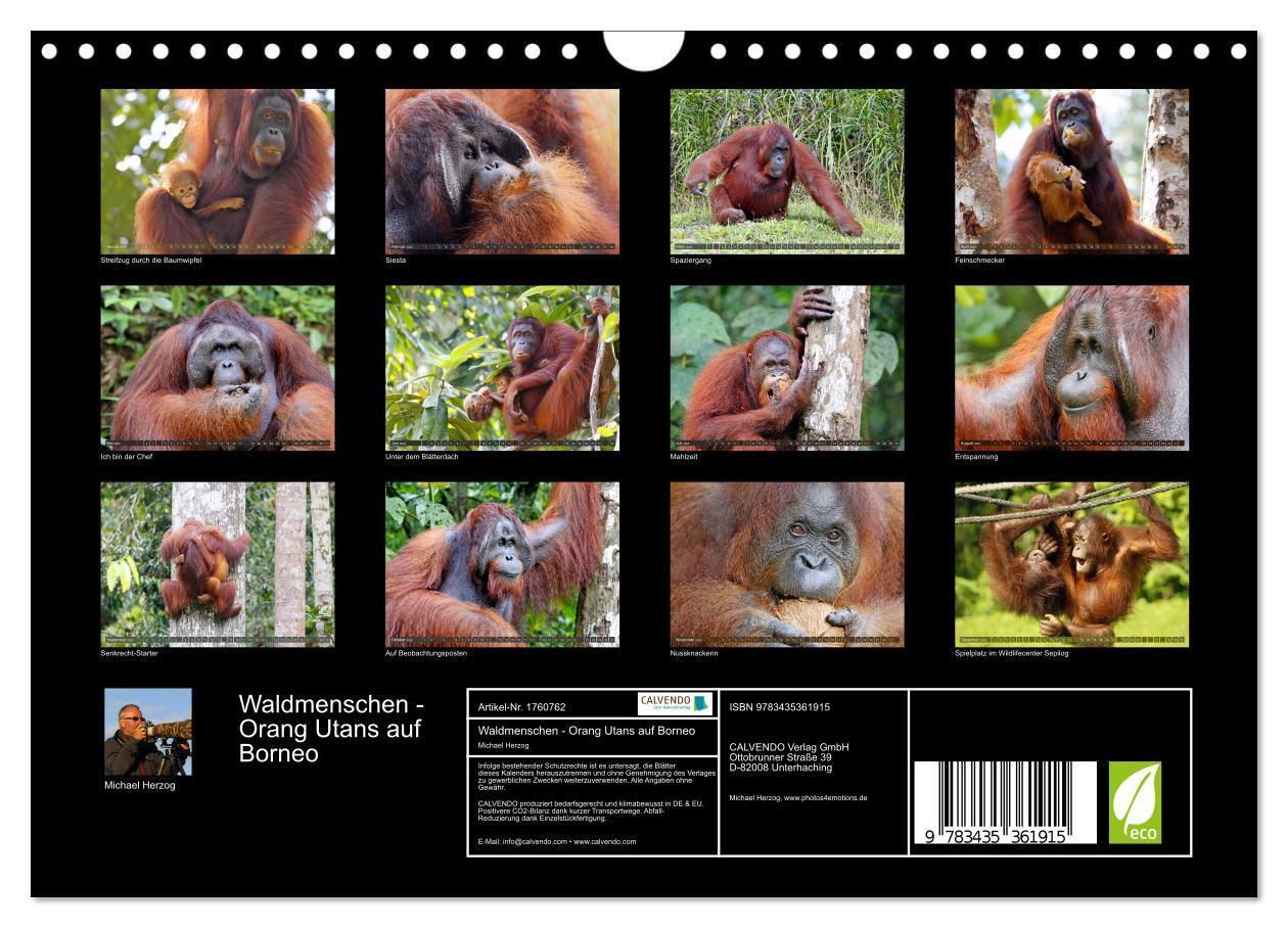 Bild: 9783435361915 | Waldmenschen - Orang Utans auf Borneo (Wandkalender 2025 DIN A4...