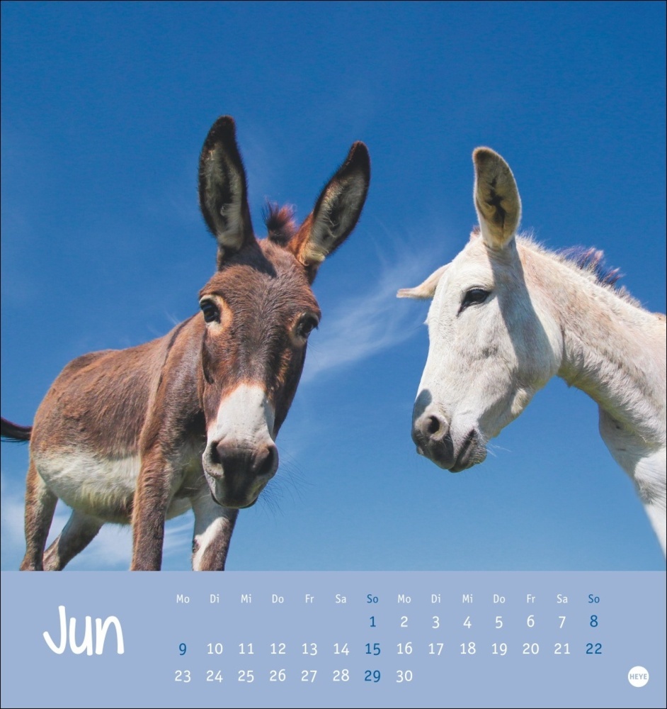 Bild: 9783756407149 | Esel Postkartenkalender 2025 - Von wegen sturer Esel | Kalender | 2025