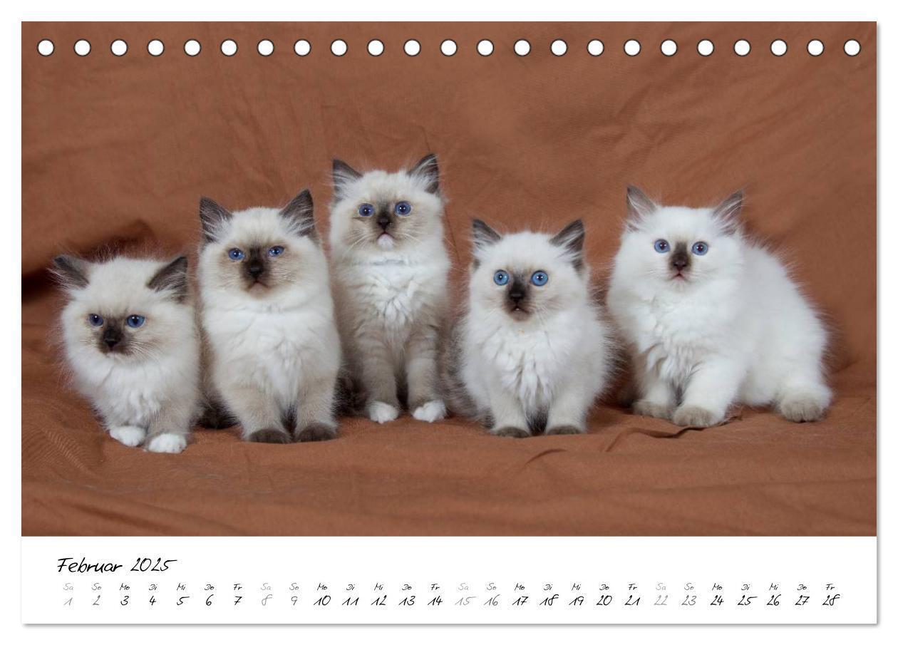 Bild: 9783435755318 | Ragdoll Kitten (Tischkalender 2025 DIN A5 quer), CALVENDO...