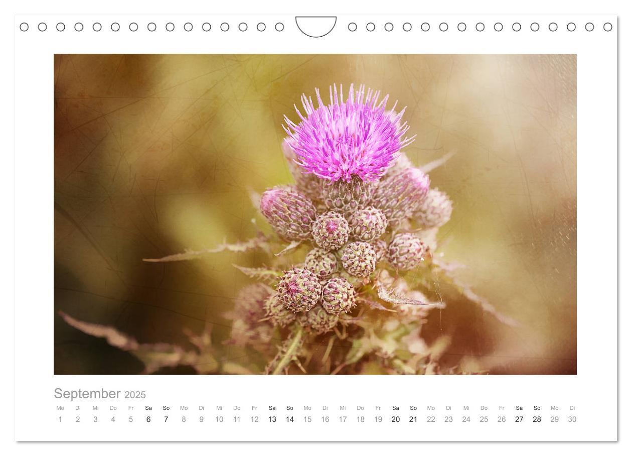 Bild: 9783435458745 | Blumen zart und schön (Wandkalender 2025 DIN A4 quer), CALVENDO...