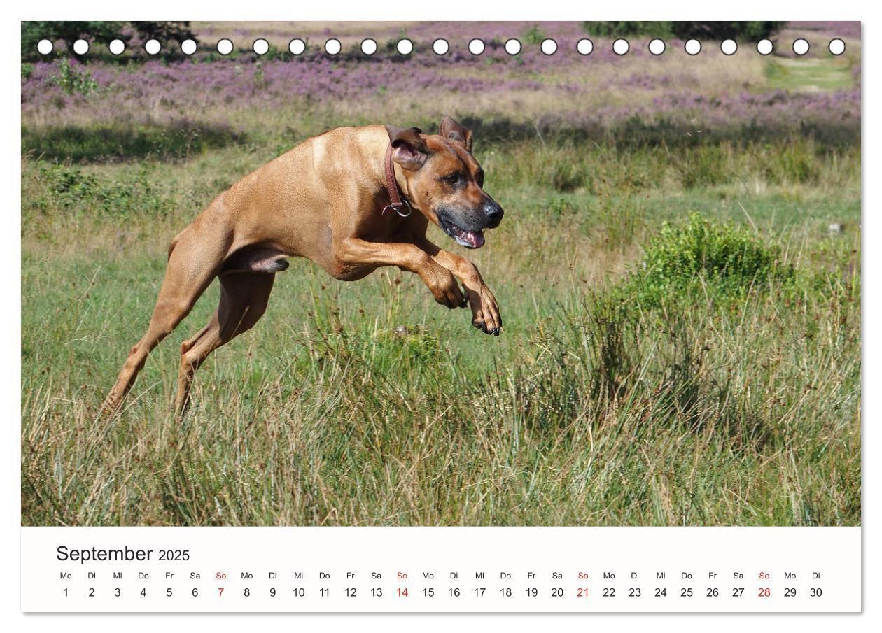 Bild: 9783435473816 | Rhodesian Ridgeback Schönheit aus Afrika (Tischkalender 2025 DIN A5...