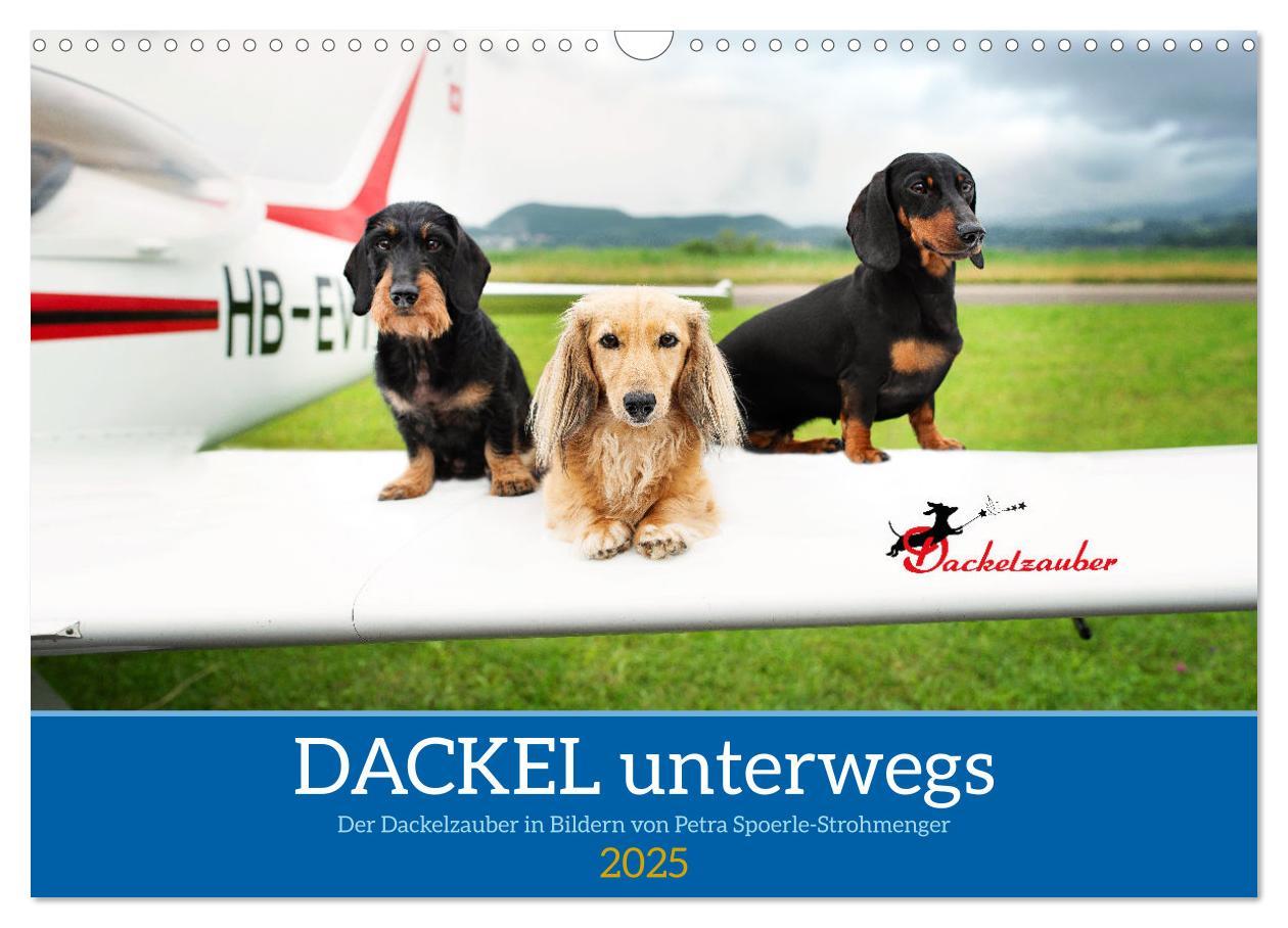 Cover: 9783457206423 | Dackel unterwegs (Wandkalender 2025 DIN A3 quer), CALVENDO...