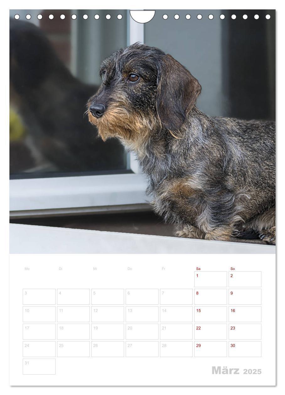 Bild: 9783435983650 | Der Dackel (M)ein treuer Weggefährte (Wandkalender 2025 DIN A4...