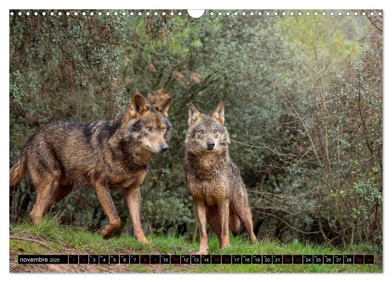 Bild: 9781325945603 | Le loup: l'esprit sauvage (Calendrier mural 2025 DIN A3 vertical),...