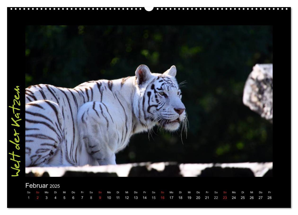 Bild: 9783435774920 | Welt der Katzen - Tiger (Wandkalender 2025 DIN A2 quer), CALVENDO...