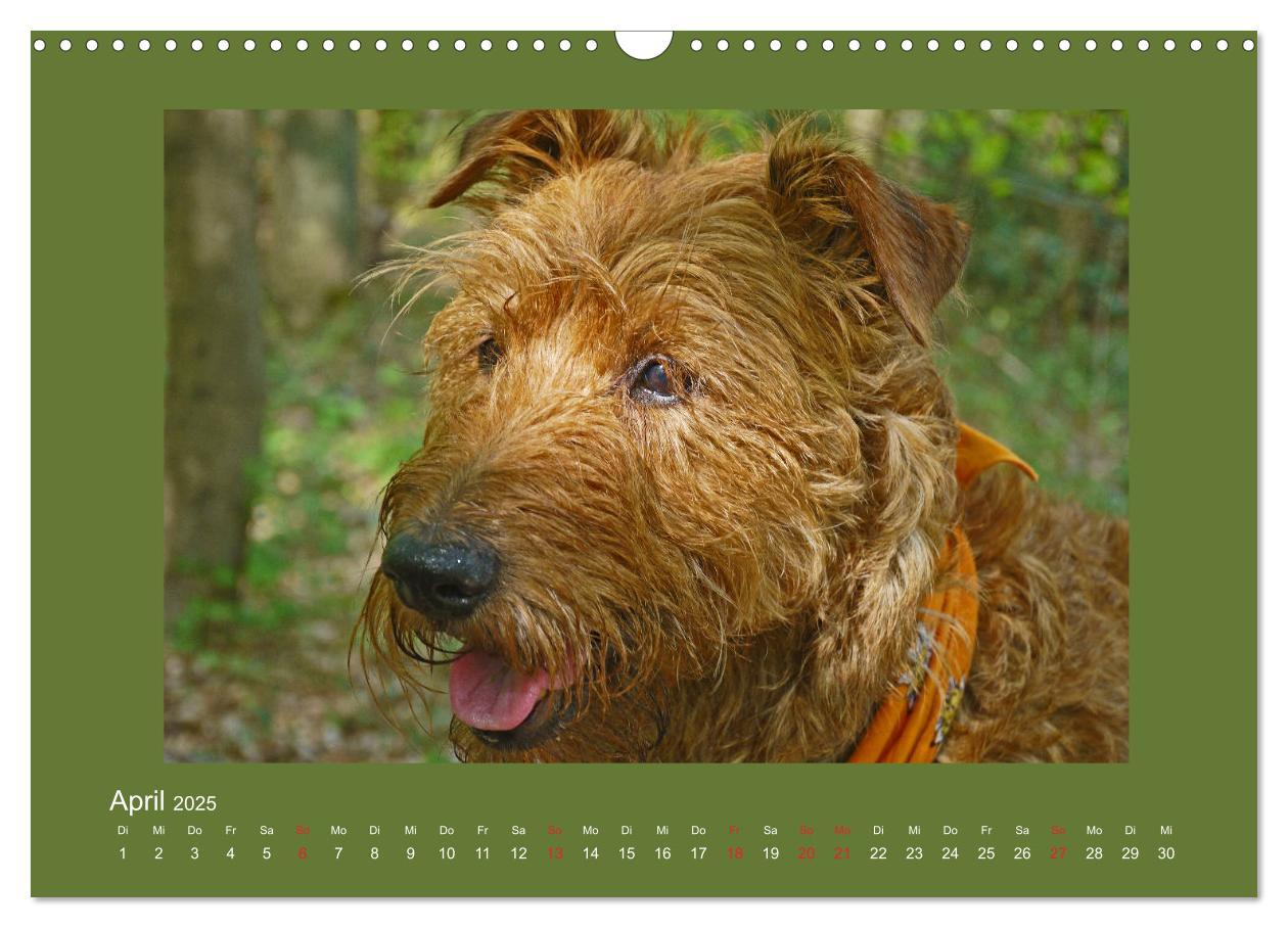 Bild: 9783435286614 | Kelly, der Irish Terrier - innen und außen aus Gold (Wandkalender...