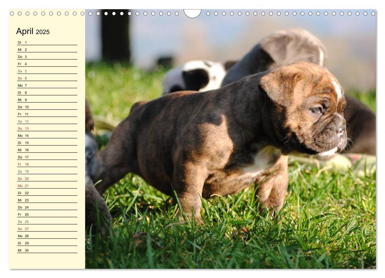 Bild: 9783435534456 | Bulldoggen-Moppelchen (Wandkalender 2025 DIN A3 quer), CALVENDO...