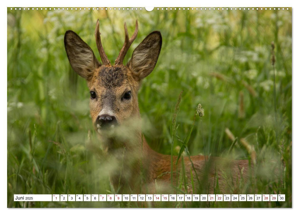 Bild: 9783435339426 | Anmut mit sanften Augen - Rehwild in der freien Natur (hochwertiger...