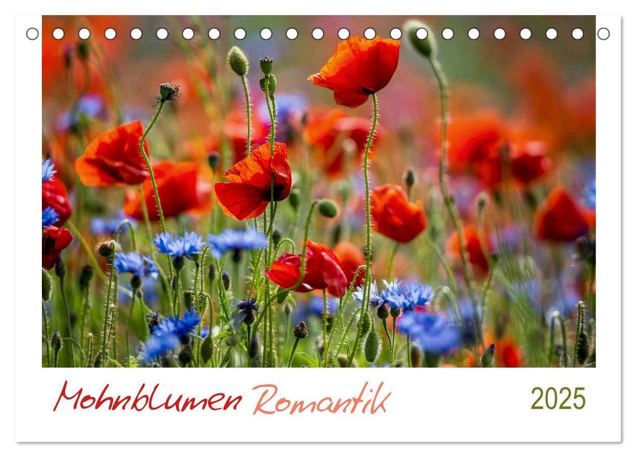 Cover: 9783435121458 | Mohnblumen Romantik (Tischkalender 2025 DIN A5 quer), CALVENDO...