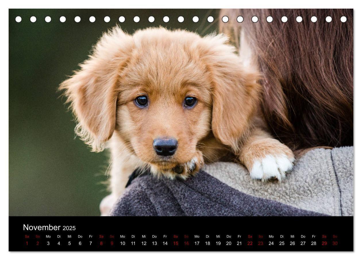 Bild: 9783435383771 | Toller - Nova Scotia Duck Tolling Retriever (Tischkalender 2025 DIN...