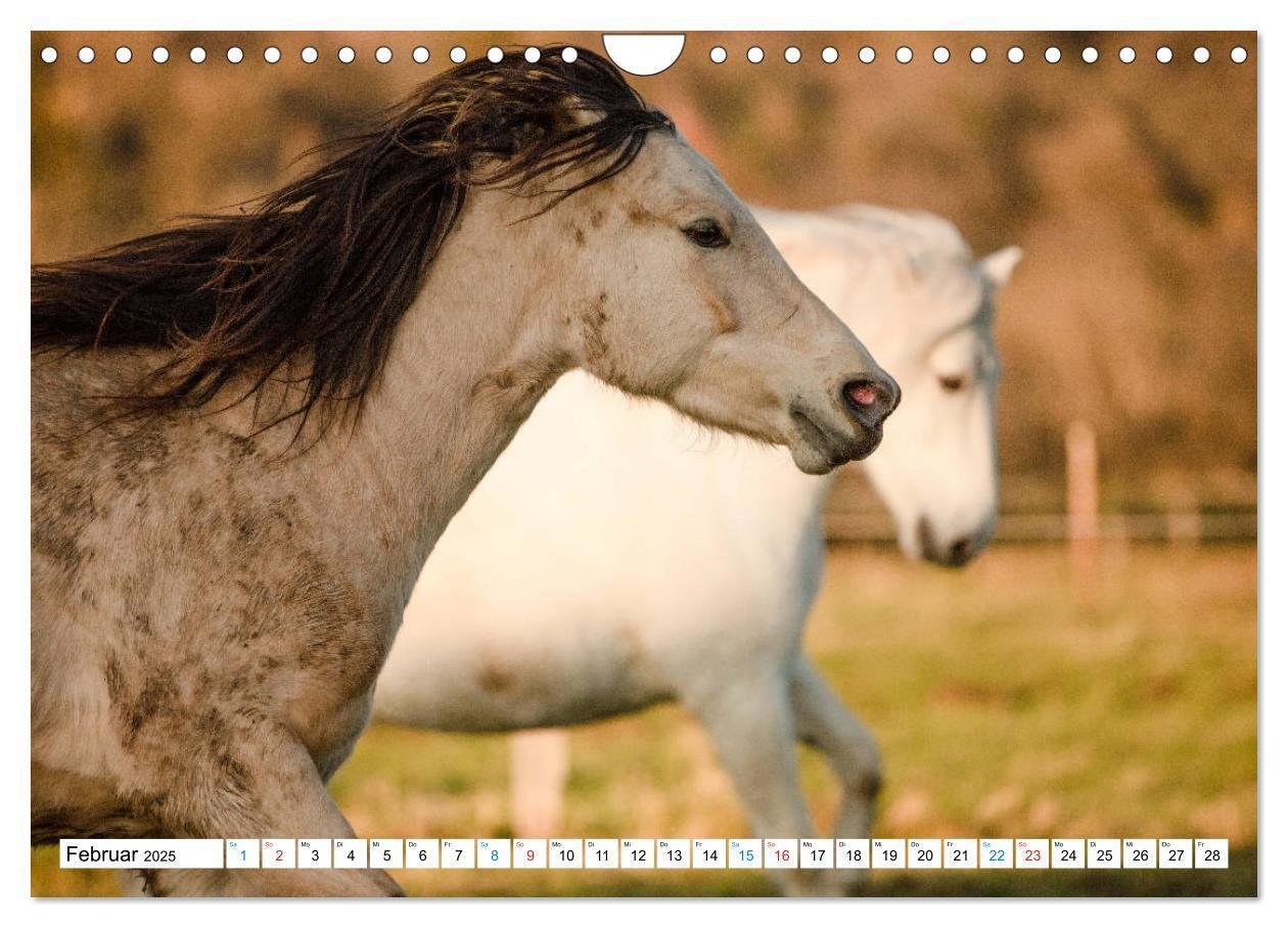 Bild: 9783435172542 | Durch das Jahr mit dem Connemara Pony Holly (Wandkalender 2025 DIN...