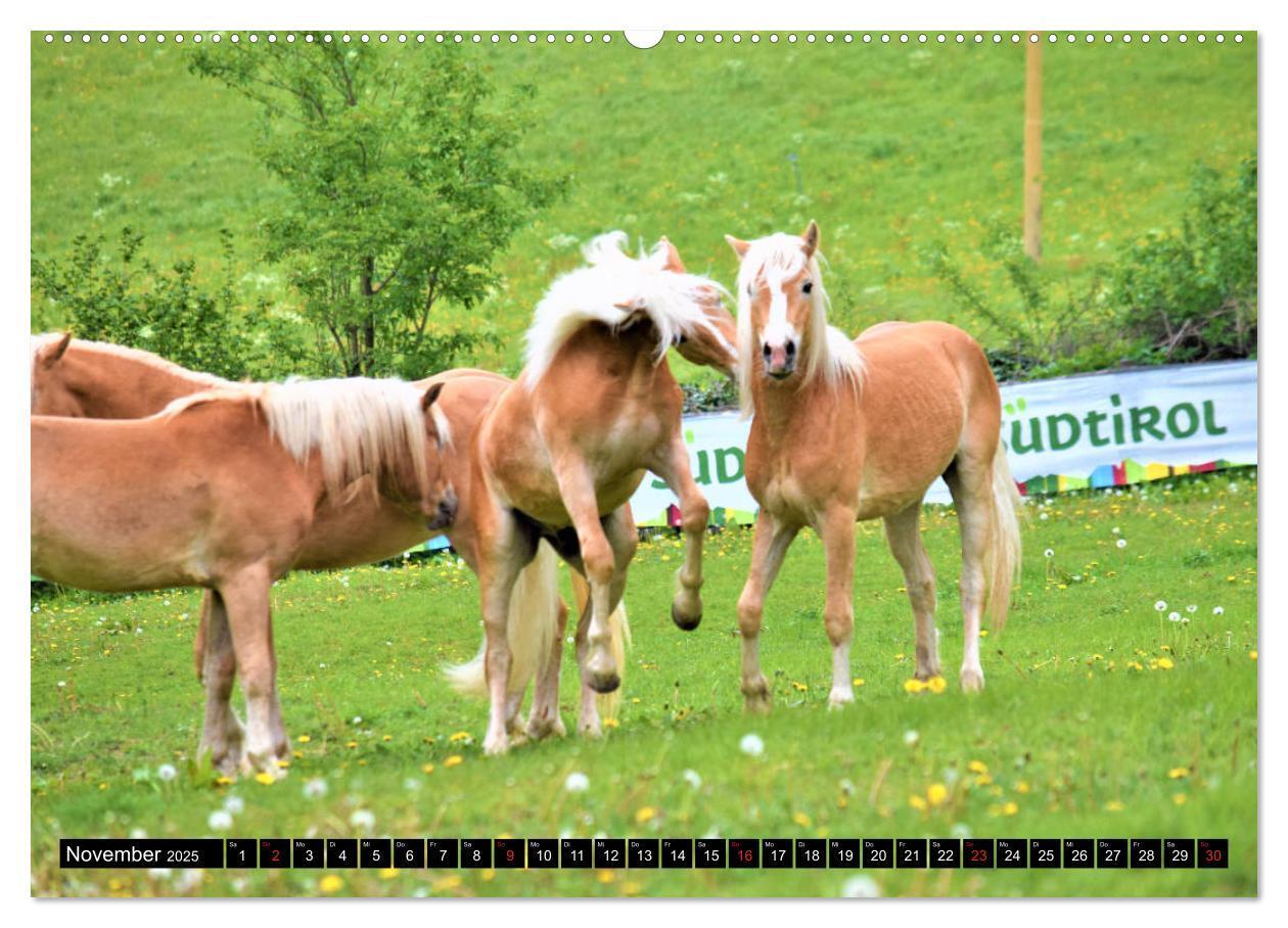 Bild: 9783435136179 | Pferde im Passeiertal (Wandkalender 2025 DIN A2 quer), CALVENDO...