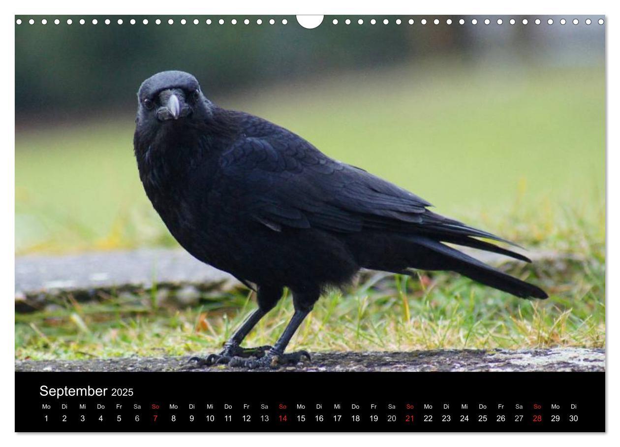 Bild: 9783435811373 | Das Leben der Rabenvögel (Wandkalender 2025 DIN A3 quer), CALVENDO...