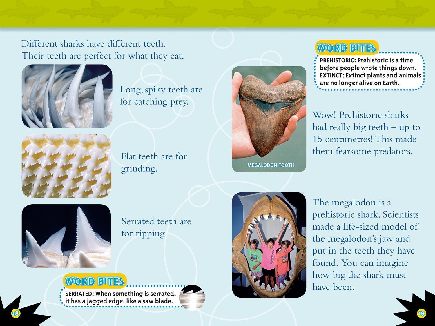 Bild: 9780008266776 | Sharks | Level 3 | Anne Schreiber (u. a.) | Taschenbuch | Englisch