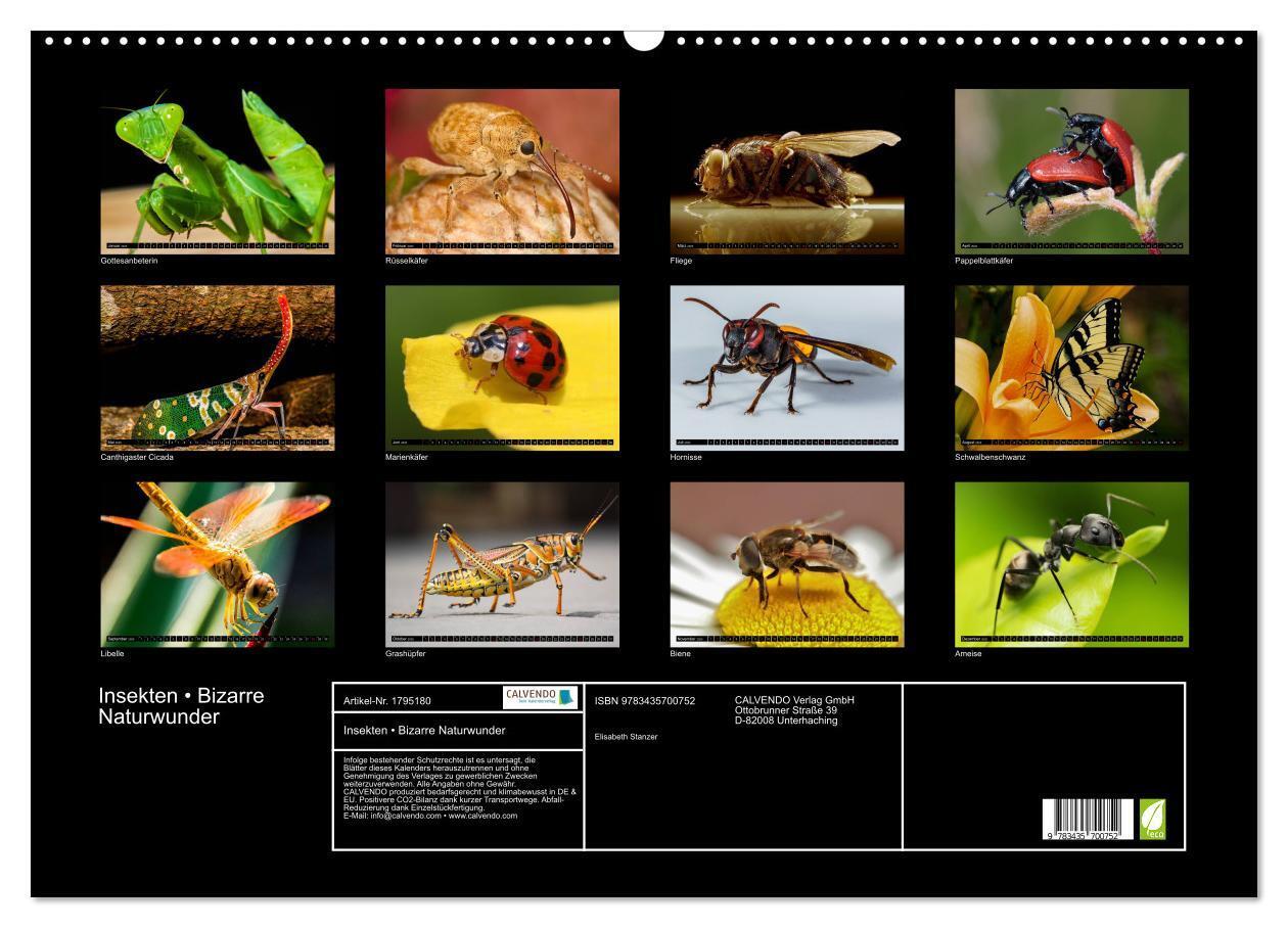 Bild: 9783435700752 | Insekten ¿ Bizarre Naturwunder (Wandkalender 2025 DIN A2 quer),...