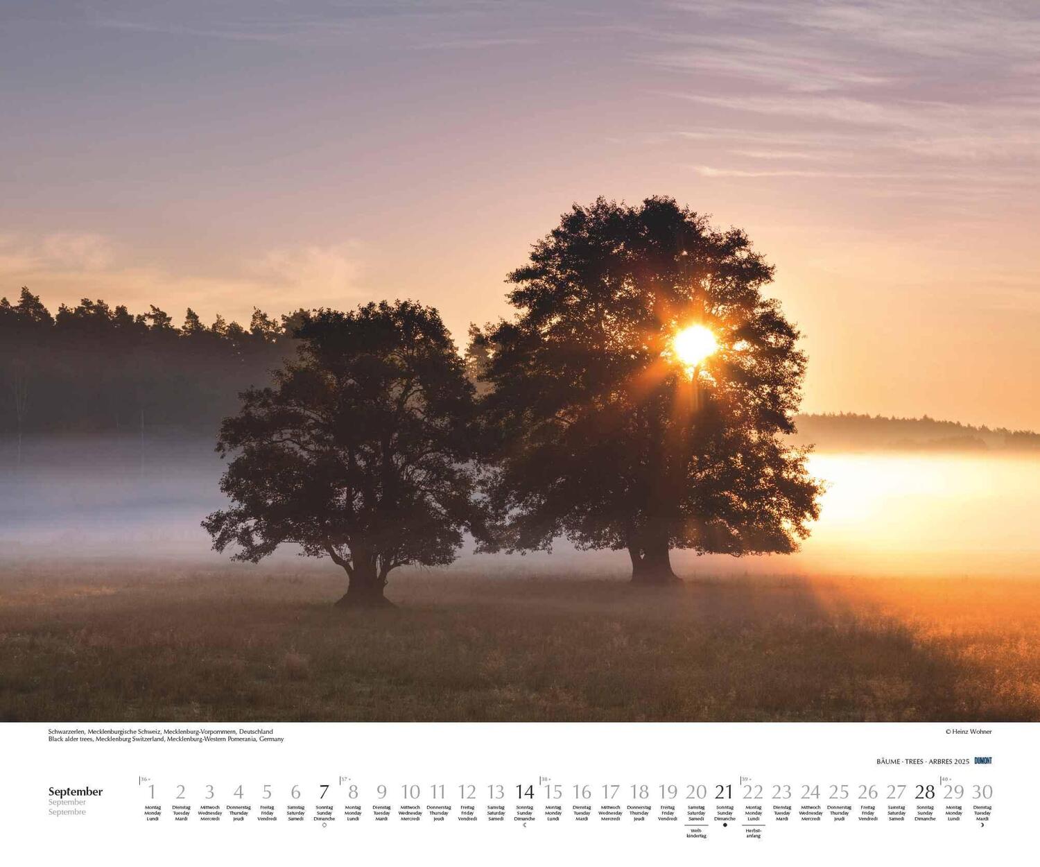 Bild: 4250809652733 | Bäume 2025 - Wandkalender 60x50 cm - Spiralbindung | DUMONT Kalender