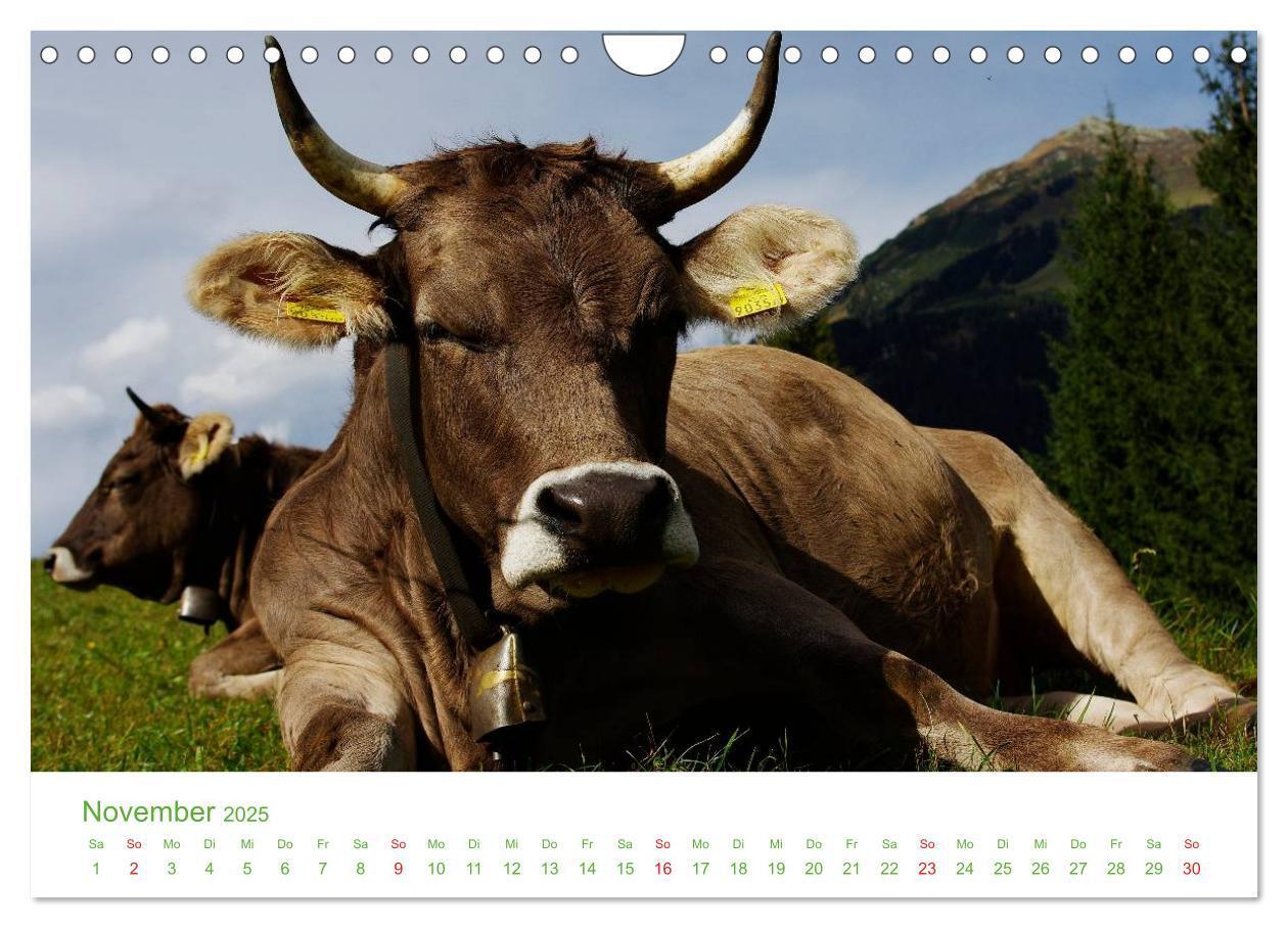 Bild: 9783435655519 | Bergwelt in Österreich (Wandkalender 2025 DIN A4 quer), CALVENDO...