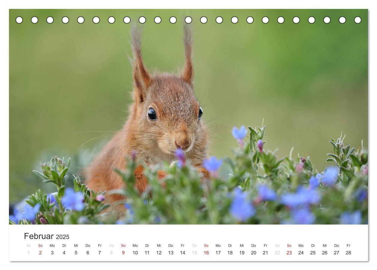 Bild: 9783435545780 | Eichhörnchen Kinder (Tischkalender 2025 DIN A5 quer), CALVENDO...