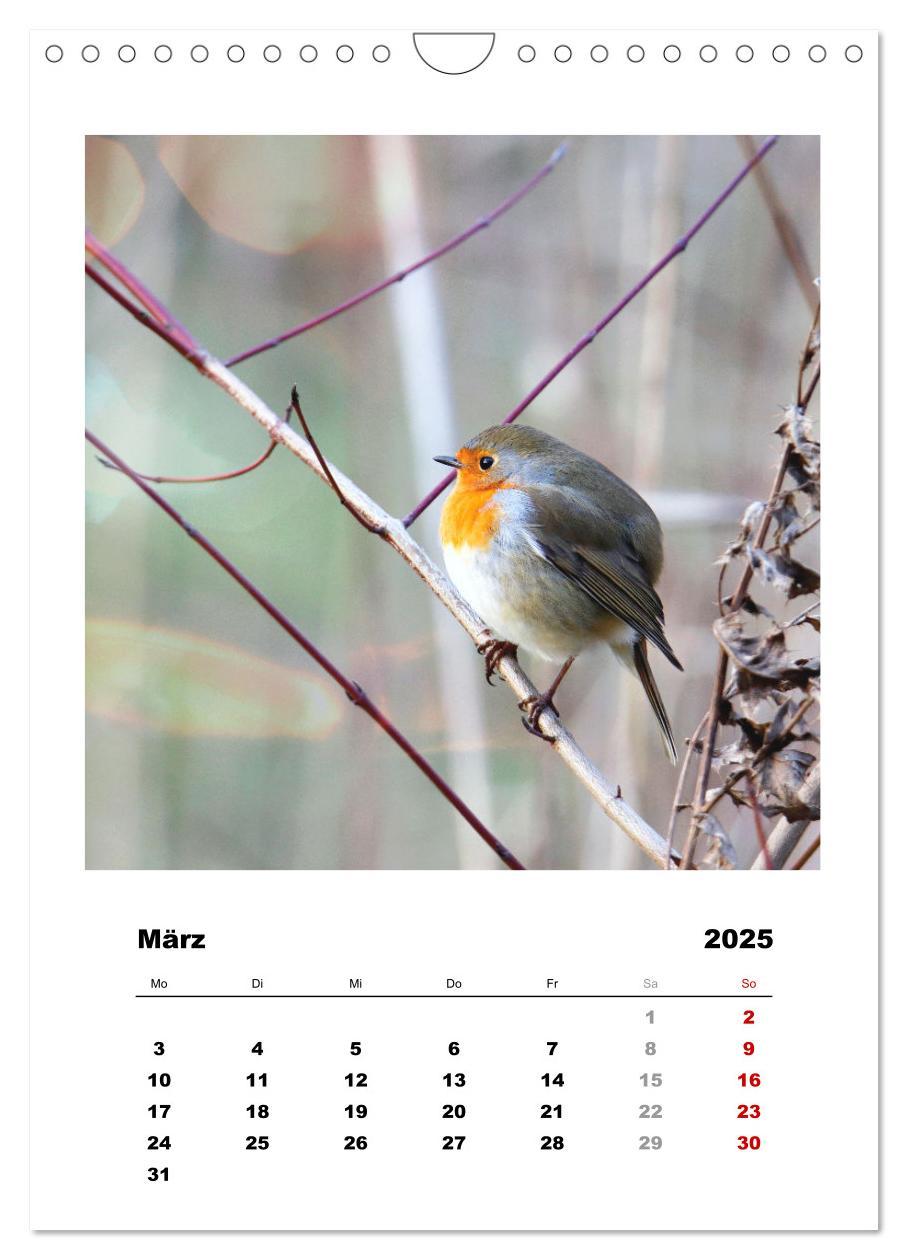 Bild: 9783435929955 | Rotkehlchen, süße kleine Knutschkugeln (Wandkalender 2025 DIN A4...