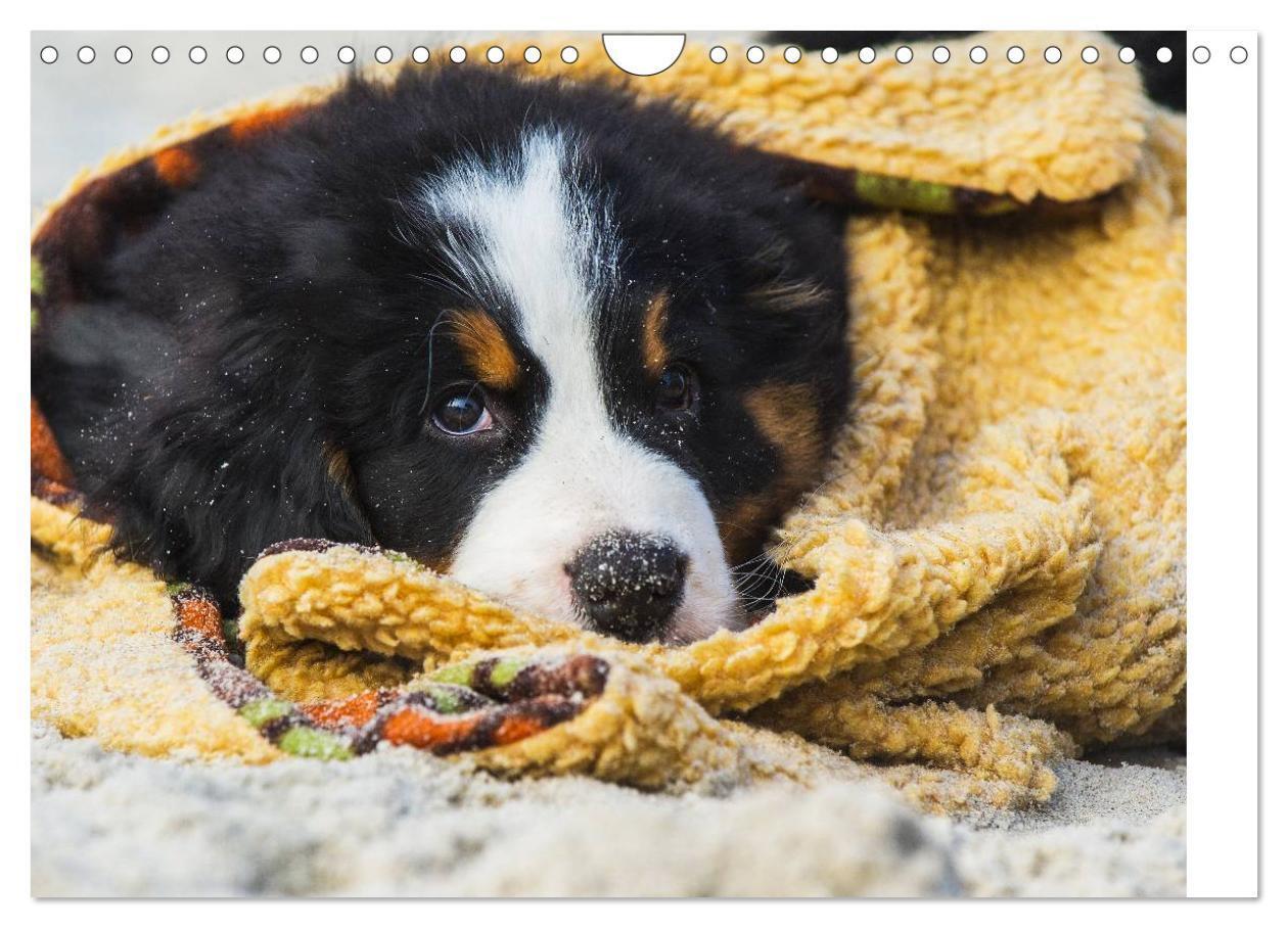 Bild: 9783435478736 | Seebärchen entdecken die Welt - Berner Sennenhunde (Wandkalender...